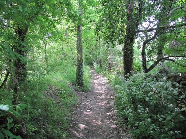 wieder verläuft der Weg durch schöne Wälder