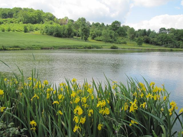 ein schöner Weiher kurz vor Montlauzun