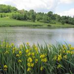 ein schöner Weiher kurz vor Montlauzun