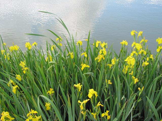 tausende von gelbe Iris umranden den Weiher