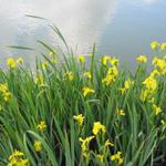 tausende von gelbe Iris umranden den Weiher