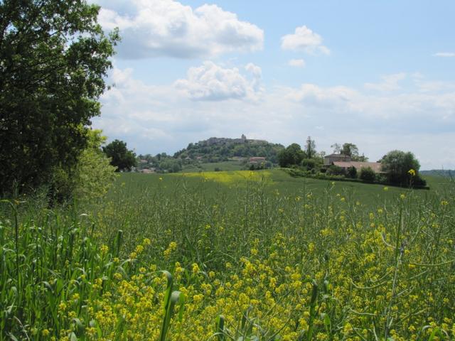 Blick von einem Rapsfeld aus, Richtung Lauzerte