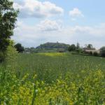 Blick von einem Rapsfeld aus, Richtung Lauzerte