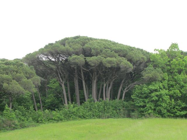 durch diesen Wald sind wir gelaufen