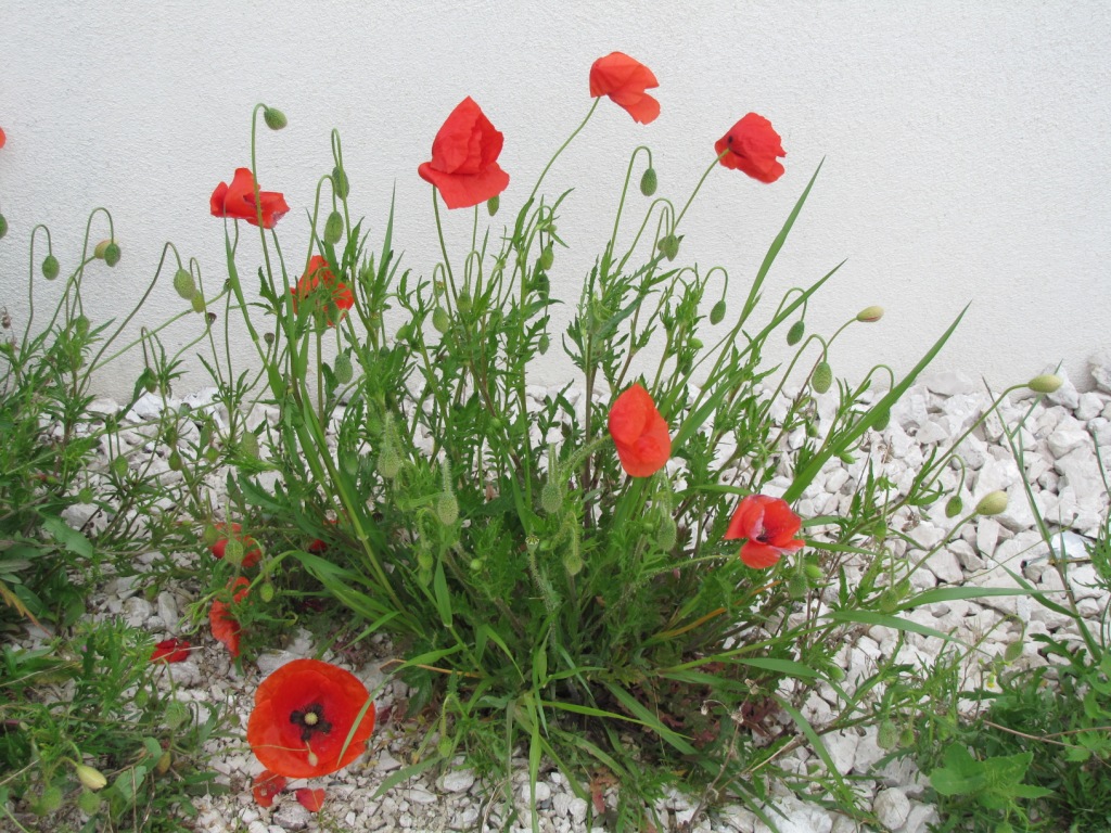 schöner Mohn am Wegesrand