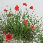 schöner Mohn am Wegesrand