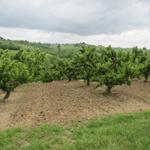 die ersten Obstbäume tauchen auf