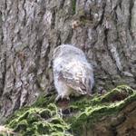 ein kleiner Uhu krallt sich am Baum fest