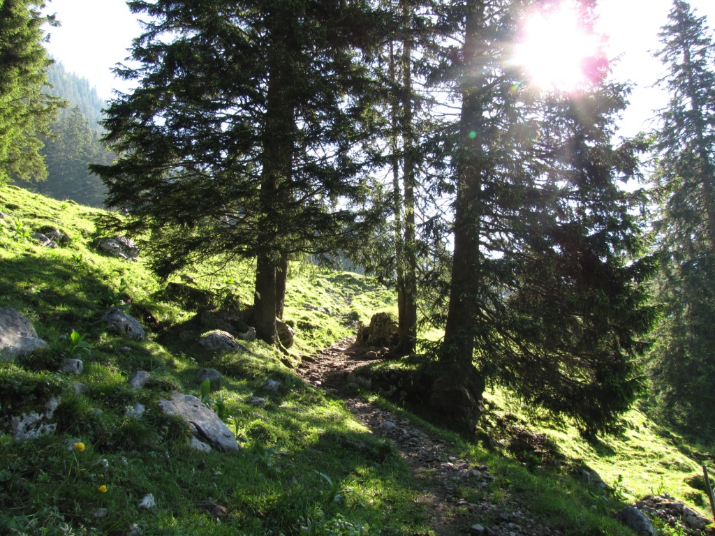 ein schöner einfacher Wanderweg führt einem leicht aufwärts