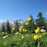 Blick von der Musenalp zum Brisen