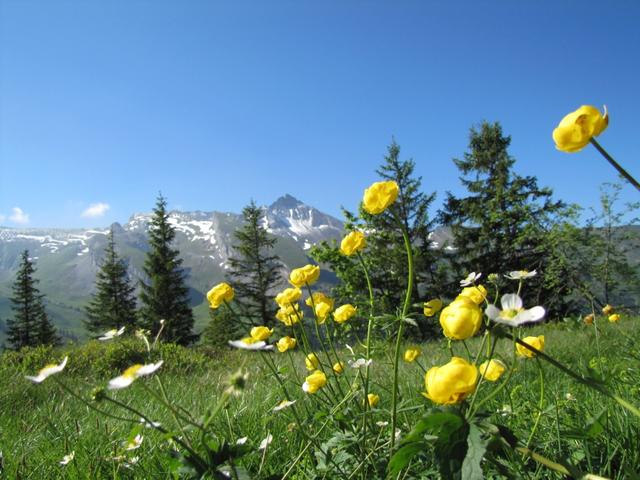 Blick von der Musenalp zum Brisen