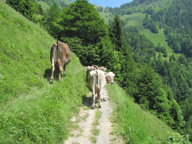 Rinderli versperren uns den Weg