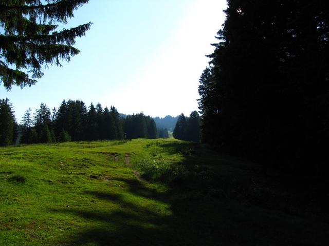 es ist noch schattig im Wald