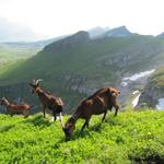 saftiges frisches Gras haben die Geisen hier oben