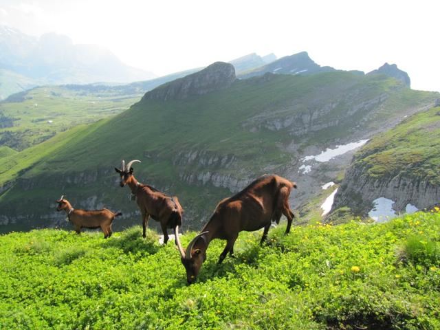 saftiges frisches Gras haben die Geisen hier oben