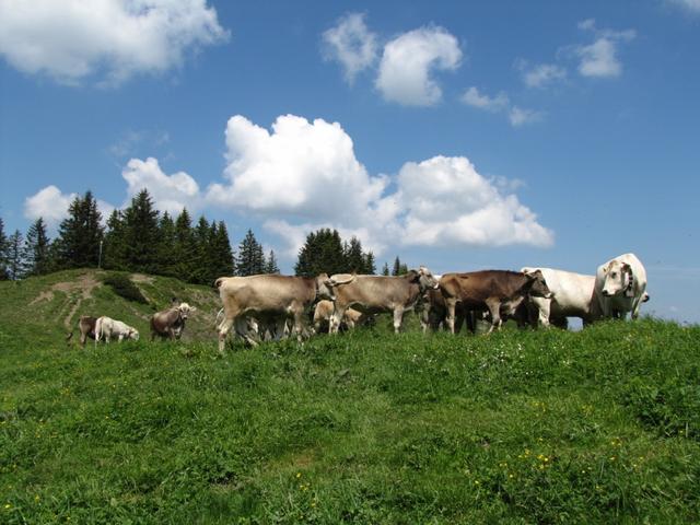 eine Kuhherde kreuzt uns den Weg