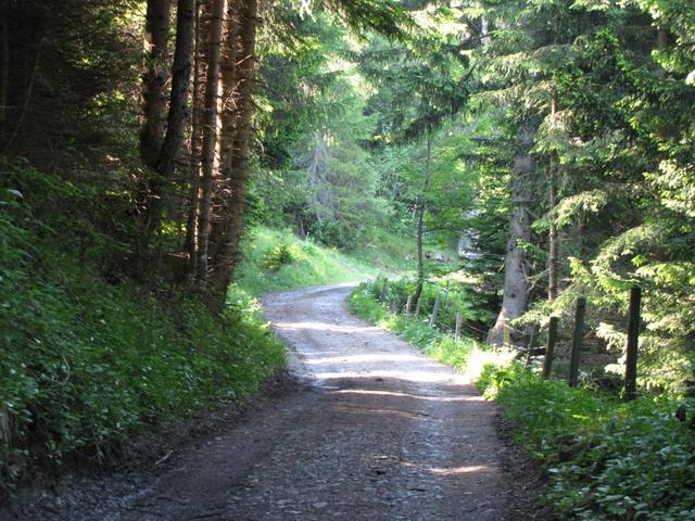auf einer Forststrasse führt der Weg weiter aufwärts nach Stamd