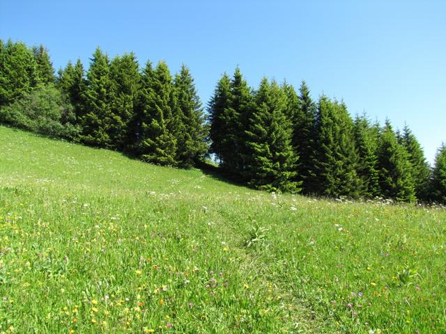 gut ersichtlich der Weg zwischen den Tannen