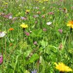 der Weg führt über eine wunderschöne Blumenwiese