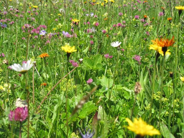 der Weg führt über eine wunderschöne Blumenwiese