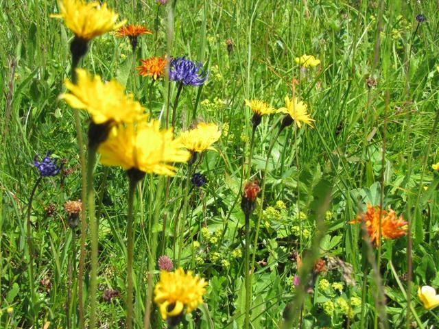 überall Blumen