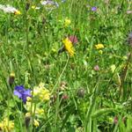 eine richtige Wildblumenwiese