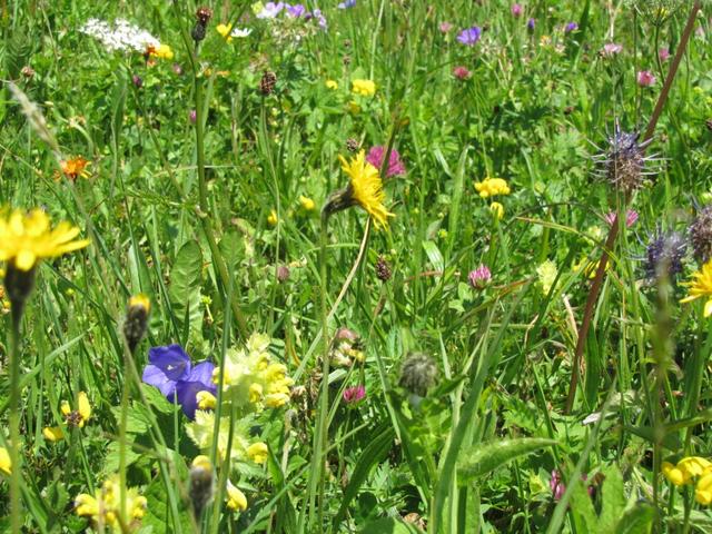 eine richtige Wildblumenwiese