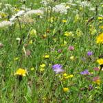 was für eine Vielfalt von Heublumen