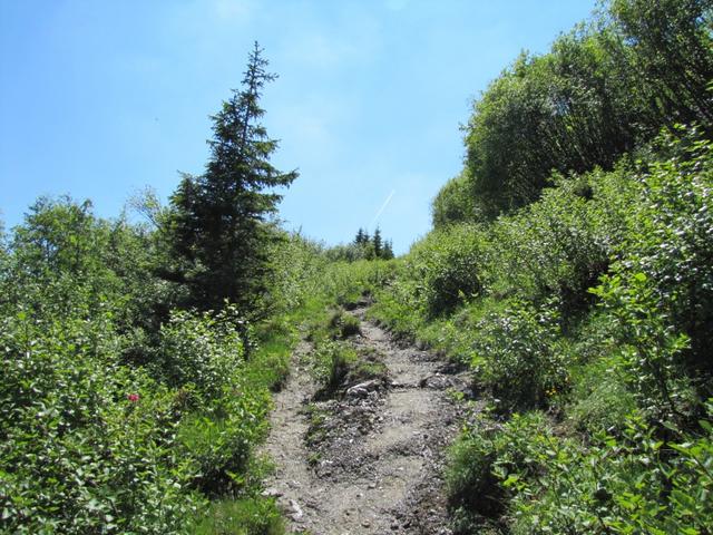 der Pfad führt zuerst durch dichtes Erlengebüsch und danach durch Alpenrosen