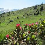 auf der Sayser Alp Richtung Zanutscher-Boden