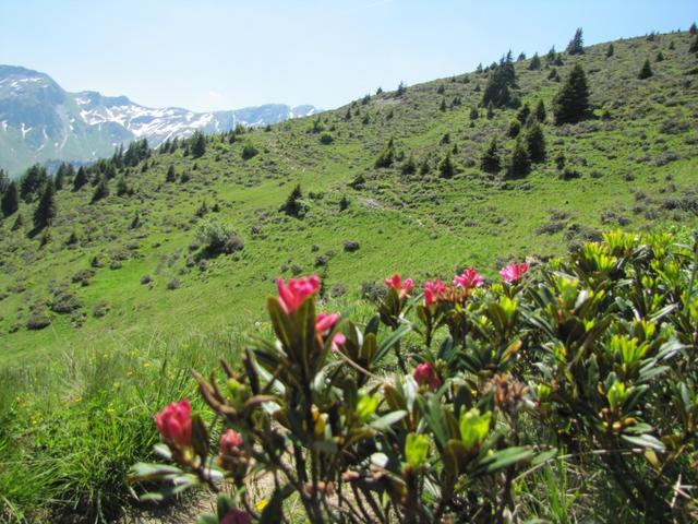 auf der Sayser Alp Richtung Zanutscher-Boden