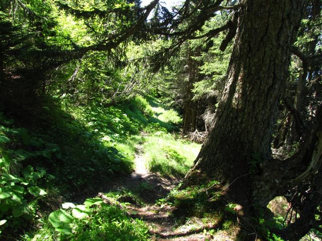 der Pfad führt durch einen schönen Wald