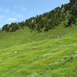 auf Ober Roggen 1614 m.ü.M. der weitere Wegverlauf ist gut ersichtlich