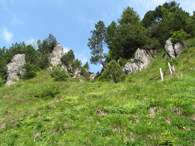 kur vor dem Einschnitt im Roggengrat