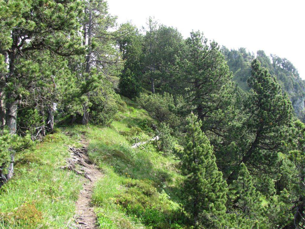 auf dem Roggengrat führt der Pfad gefahrlos zum Roggenstock