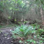 steil führt nun der Pfad durch den Wald aufwärts nach Inggernast