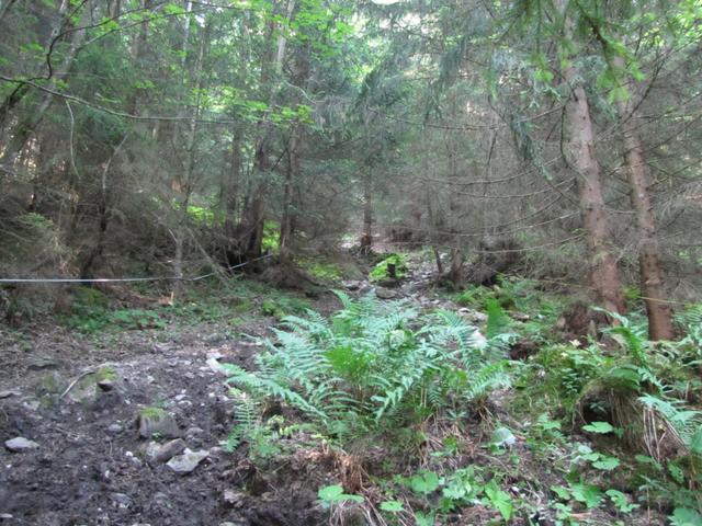 steil führt nun der Pfad durch den Wald aufwärts nach Inggernast