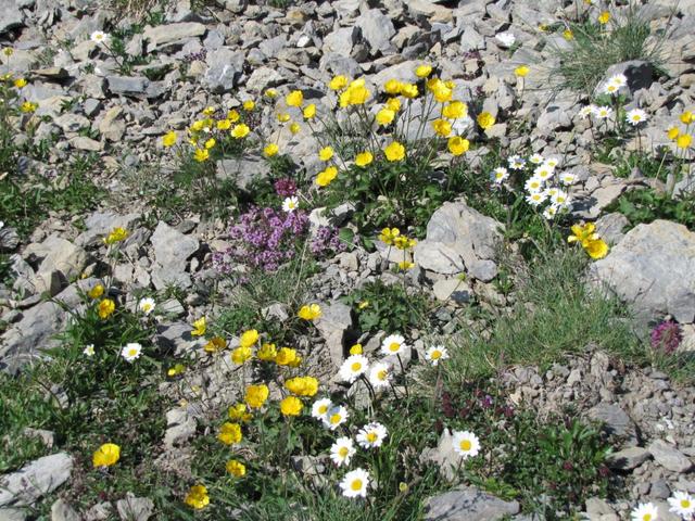 immer wieder erstaunlich wie Blumen in so einer Steinwüste wachsen können