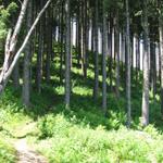 der Weg führt durch einen schönen Wald