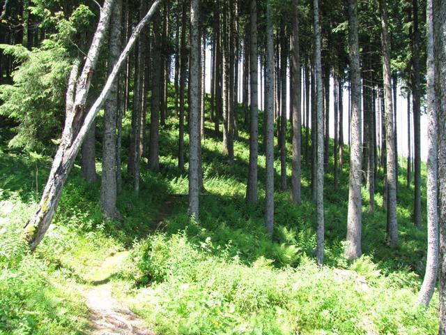 der Weg führt durch einen schönen Wald