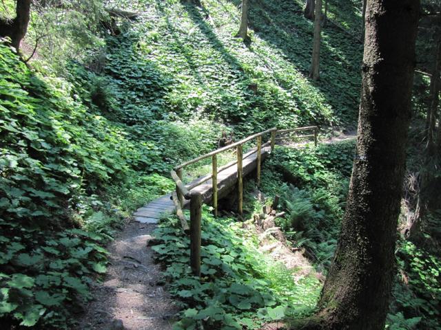 im Schwendiwegwald auf dem Weg zur Voralp