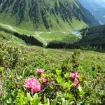 der ganze Hang ist übersäät von Alpenrosen bei Punkt 2142 m.ü.M.