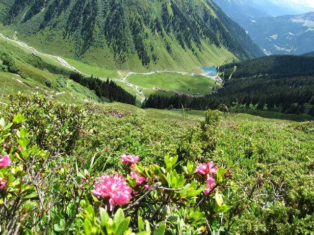 der ganze Hang ist übersäät von Alpenrosen bei Punkt 2142 m.ü.M.