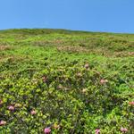 Blick nach oben. Alpenrosen so weit das Auge reicht