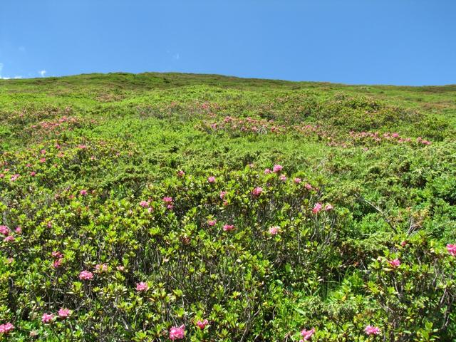 Blick nach oben. Alpenrosen so weit das Auge reicht