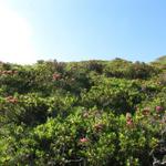 der ganze Hang ist voll von Alpenrosen