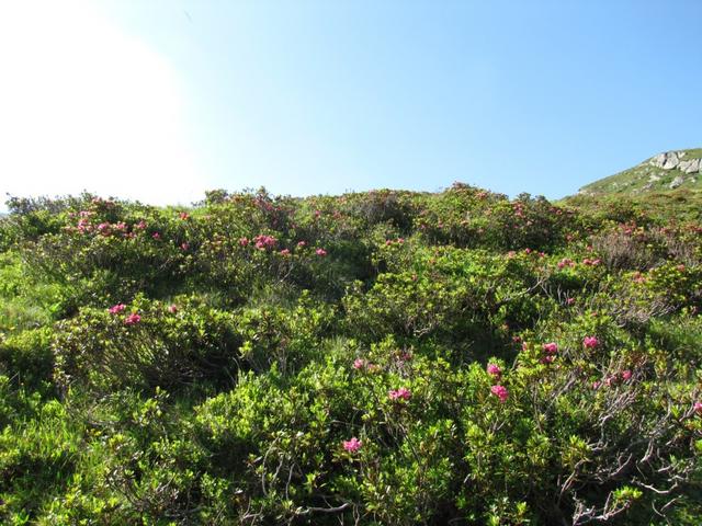 der ganze Hang ist voll von Alpenrosen