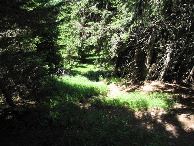 der Weg führt durch den schönen Wald von Carmils 1987 m.ü.M.