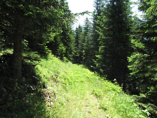 durch schöne Waldlichtungen