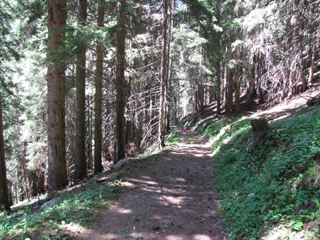 auf dem Weg durch den Grosswald, Richtung Berggasthaus Alpenrösli